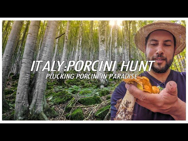 Italy Porcini Hunt: Plucking Porcini in Paradise (Borgotaro, Italy) Guide.