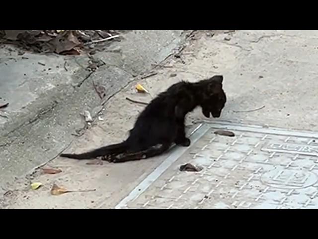 A black cat with paralyzed legs struggled in the grass. After being rescued, reborn and transformed.