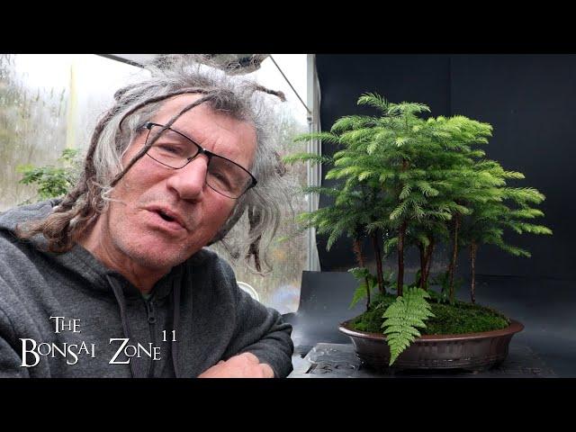 Pruning My Norfolk Island Pine Forest, The Bonsai Zone, Nov 2024