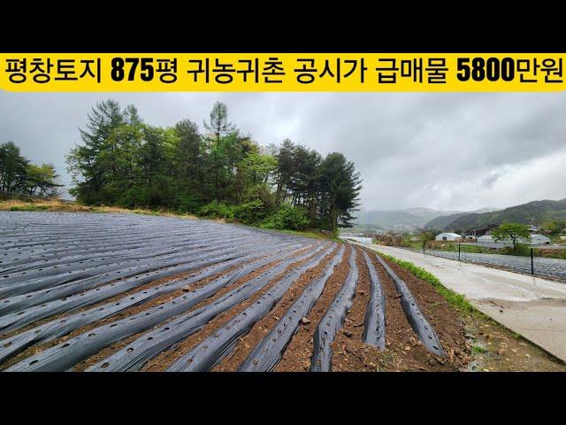 현장매물 브리핑 | 0509-평창토지 | 급매 5800만원 |올관리 농지 875평 포장도 야산접 구거접 공시지가 매물 (방림부동산 010-3733-2002)