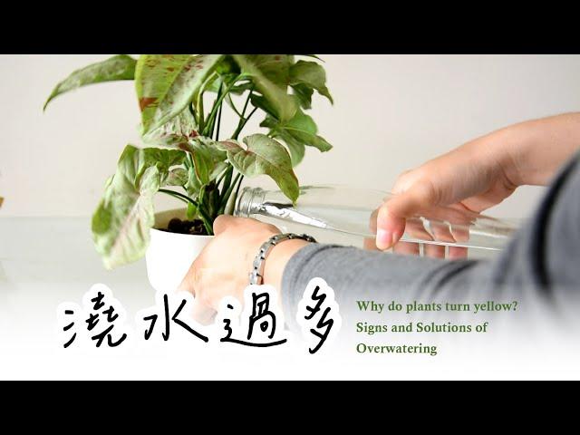 新手必看！植物為何黃葉？澆水過多的跡象與解決方法Why do plants turn yellow? Signs and Solutions of Overwatering #室內植物