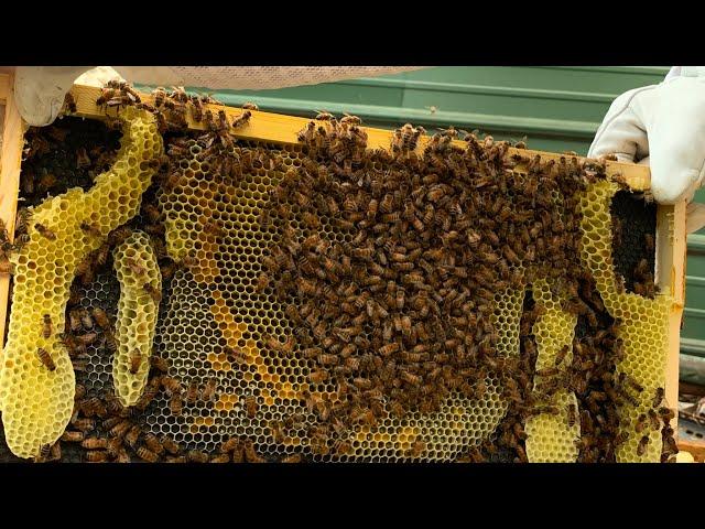 Solution for poor quality brood comb.