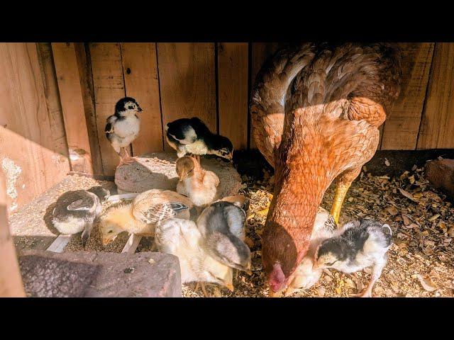 world cute chicken, cute little cheeks of our hen  ,  hatching eggs , aseel rooster 