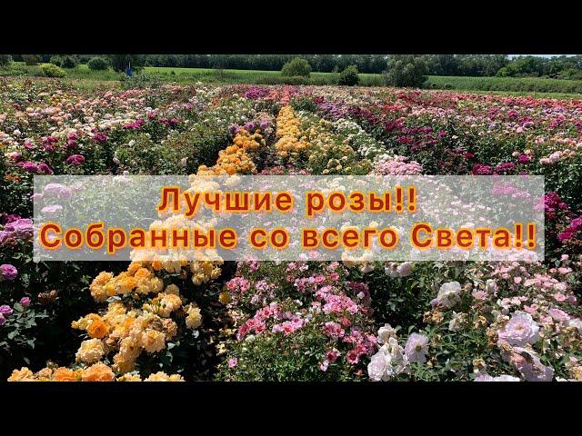 Лучшие розы собраны со всего света!!Наслаждайтесь просмотром!!!!