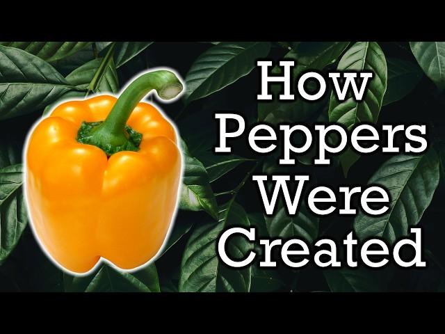 The Origins of Peppers Explained