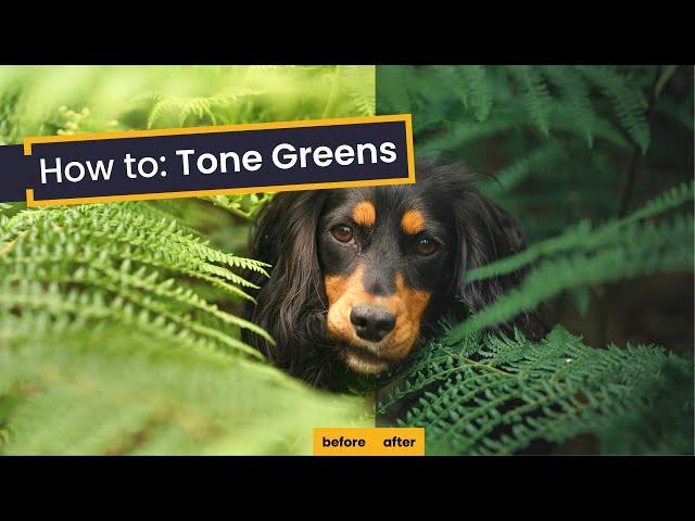 3 Simple Steps for Toning Green in Lightroom | How to Tone Greens in Your Photographs