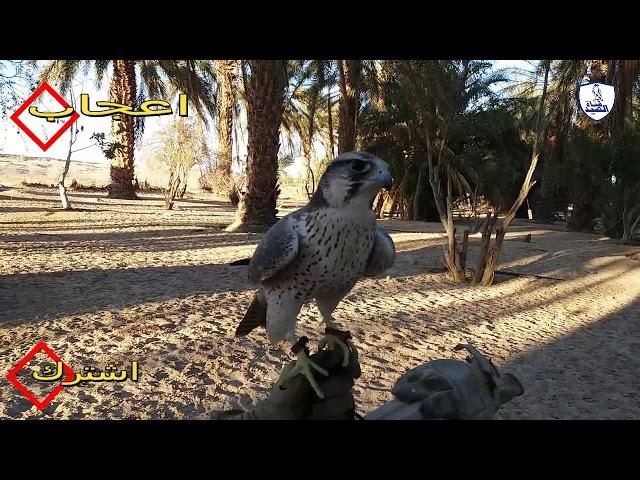 Hunting a group of hawks