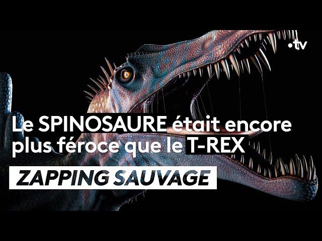 Le spinosaure était encore plus féroce que le T-Rex - ZAPPING SAUVAGE