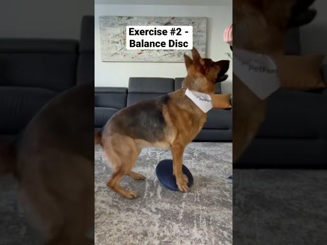 How’s your dog’s balance game? Try this…