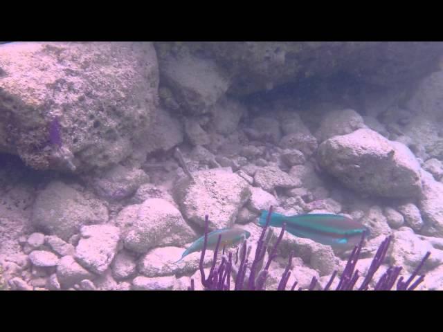 Bermuda Snorkeling