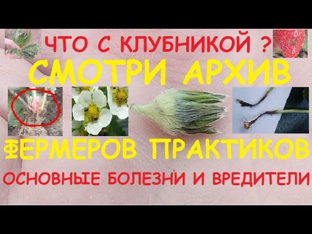 БОЛЕЗНИ И ВРЕДИТЕЛИ КЛУБНИКИ. АРХИВ ФЕРМЕРОВ ПРАКТИКОВ !!!