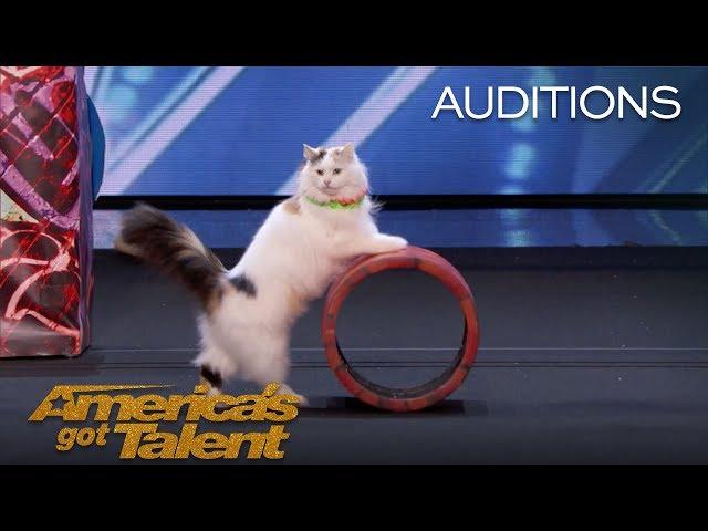 The Savitsky Cats: Super Trained Cats Perform Exciting Routine - America's Got Talent 2018