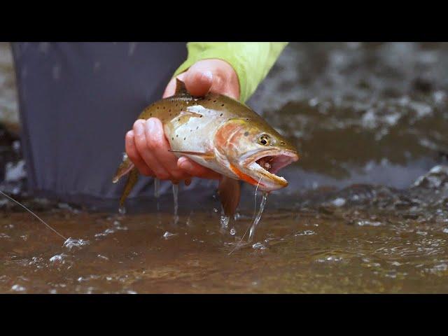 Utah's Native Cutthroat Trout