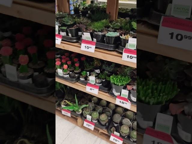 Holiday Canadian Tire Shopping , Christmas Bonsai  , Surrey , BC, Canada #ShortsMaxLiinCanada