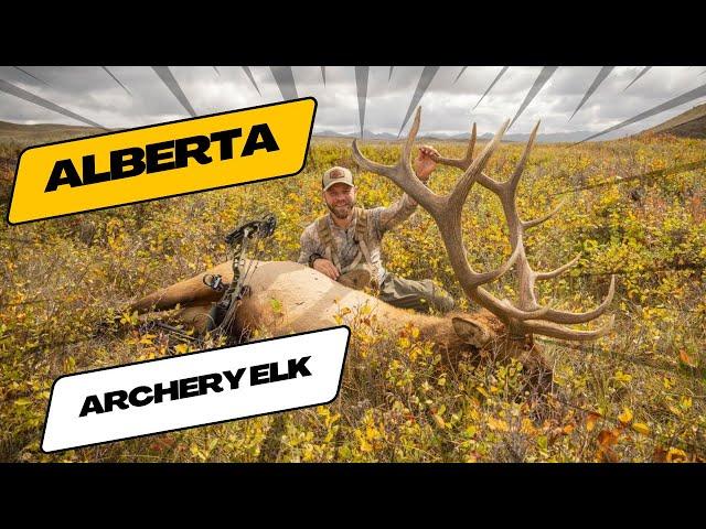 Giant Archery Bull Elk - The Largest Bull We've Ever Killed in Alberta