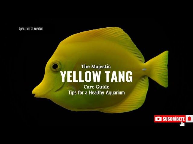 Yellow Tang Care Guide: Tips for a Healthy Aquarium