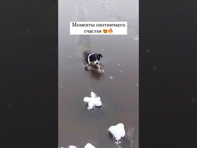 Собака вытаскивает из ледяной воды подбитую крякву. Хозяин поощряет своего верного друга #якутия