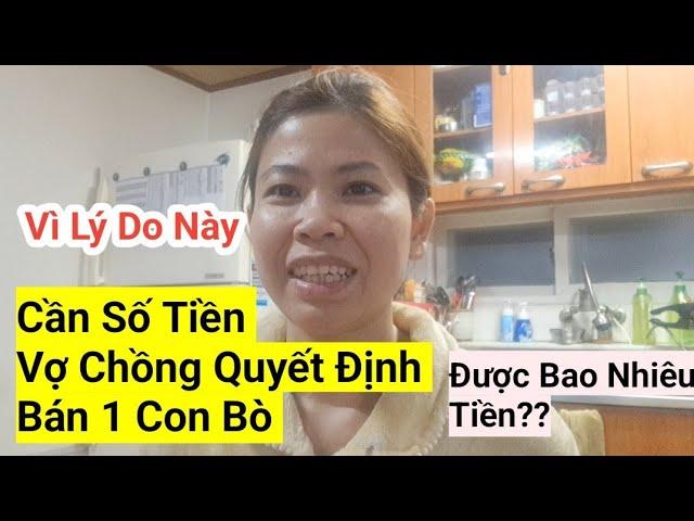 987# Cần Số Tiền Vợ Chồng Quyết Định Bán Con Bò Để Xoay Xở