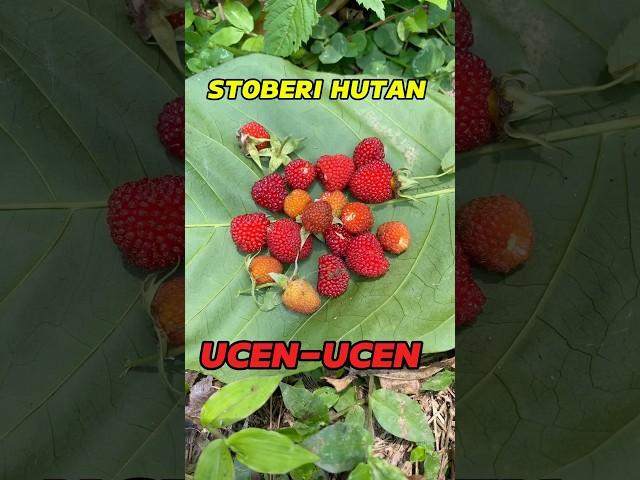 Nemu Buah STROBERI HUTAN / Ucen-  Ucen. #bolang #petualangan #buah #fruit #survival