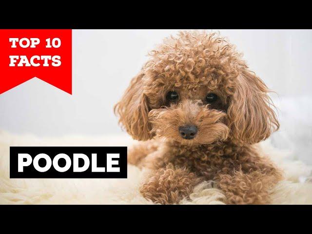 Poodle - Top 10 Facts