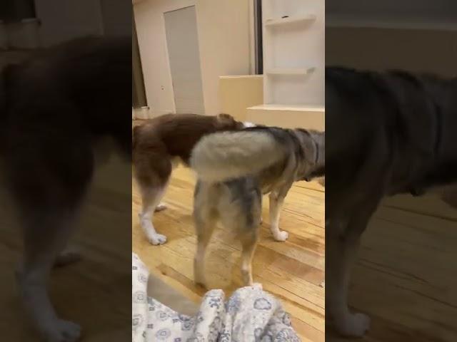 Huskies fight for a sock