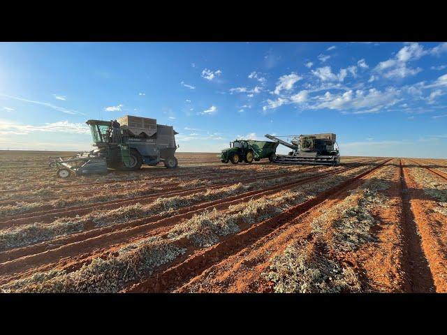 The start of peanut harvest 2022