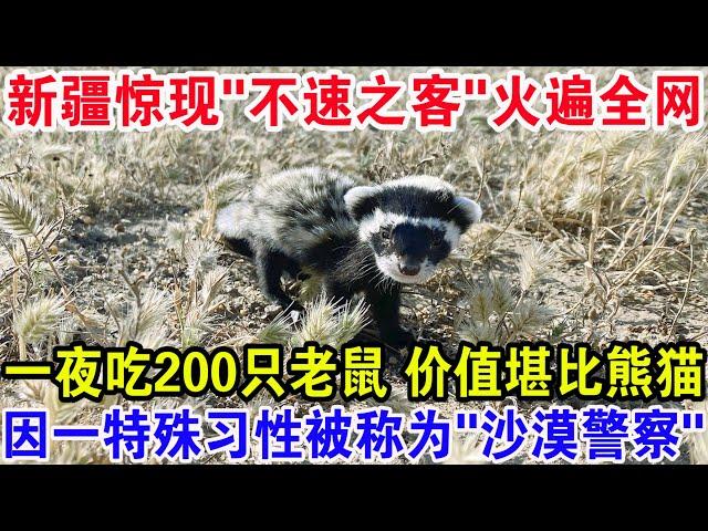 新疆惊现"不速之客"火遍全网，一夜吃200只老鼠价值堪比熊猫，因一特殊习性被称为"沙漠警察”！