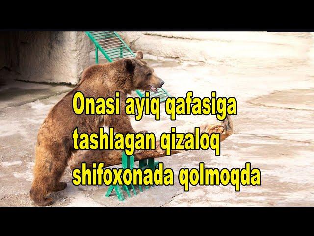 Onasi ayiq qafasiga tashlagan qizaloq shifoxonada qolmoqda