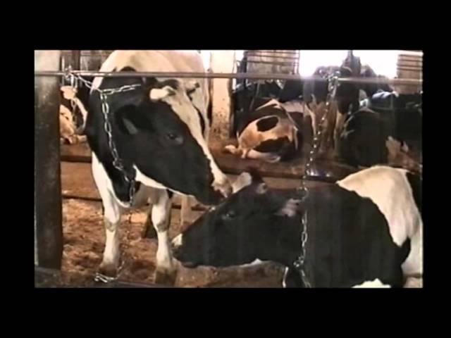 От Ахматово до Сынтула