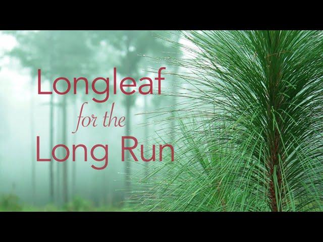 Longleaf for the Longrun