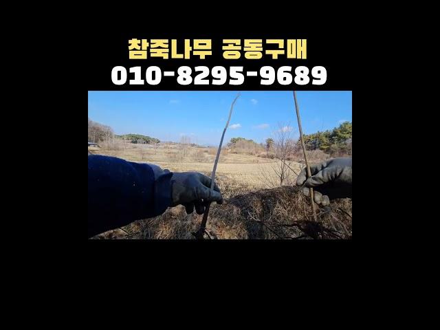 참죽나무 묘목 공동구매 기회 잡으세요 #참죽나무 #공동구매