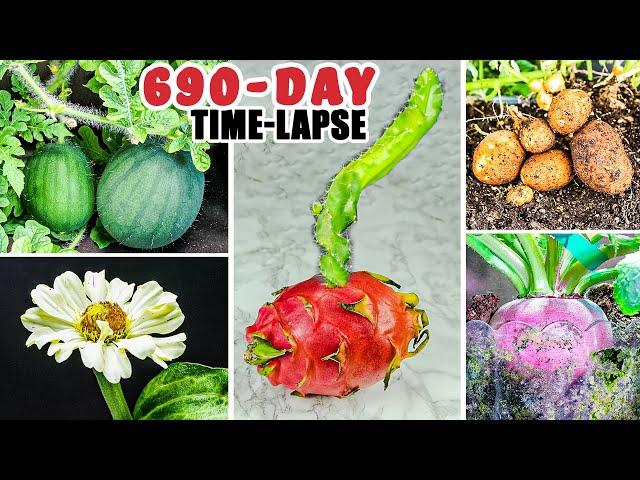 Plant Growing Time Lapse Compilation (690 Days in 9 Minutes)