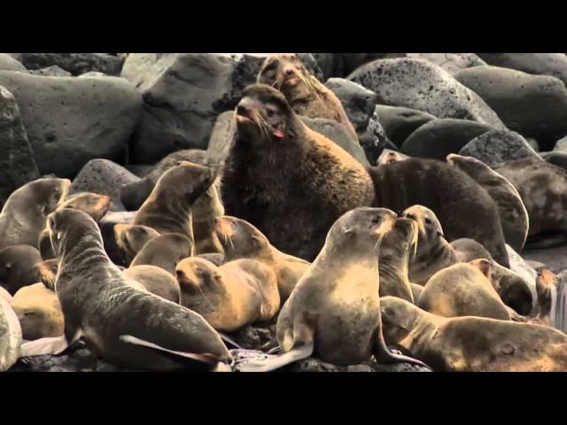 Henry Wood Elliott: Defender of the Fur Seal