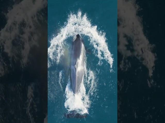 This is how orcas hunt dolphins. #orca #dolphin #ocean #naturepbs #hunting