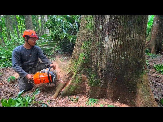 Standing Sturdy ‼️ cut down a tall, beautiful Mahogany tree