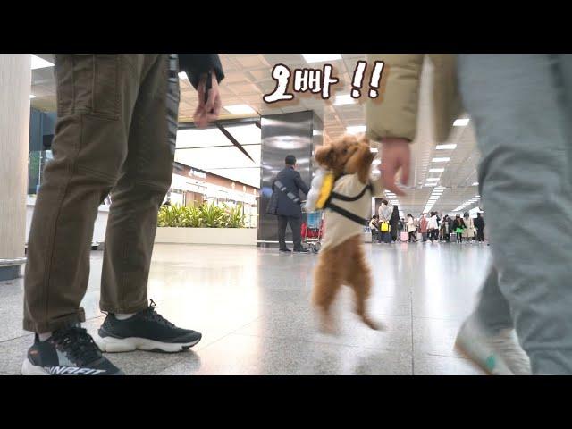 I took a cute dog on a trip to Jeju Island with a dog. All right, it's crazy.(Jeju Island with dogs)