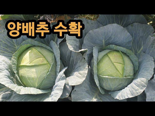 양배추 수확하기/ 빨강, 검정,  호랑이, 토종강낭콩수확하기/ 아스파라거스 수확하기/ 도시텃밭가꾸기/ 주말농장/ 텃밭농사