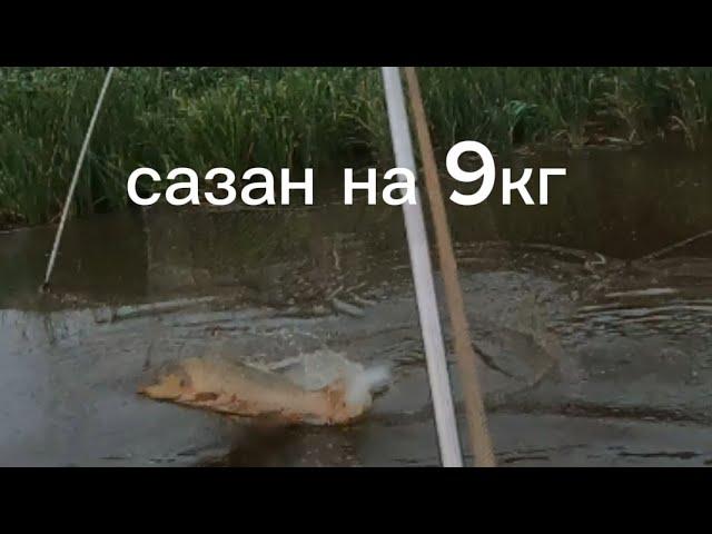 Огромные сазаны выпрыгивают из паука подъёмника.#fishing #рыбалка #낚시 #carpfishing #fish