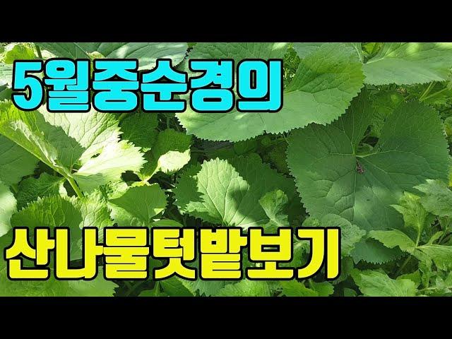 텃밭농부의 5월20일경 산나물텃밭모습 공개