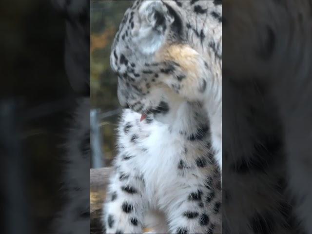 Snow leopard and Mother. #snowleopard #SnowLeopardCub #WildlifeWonder #MotherNatureLessons #wildlife