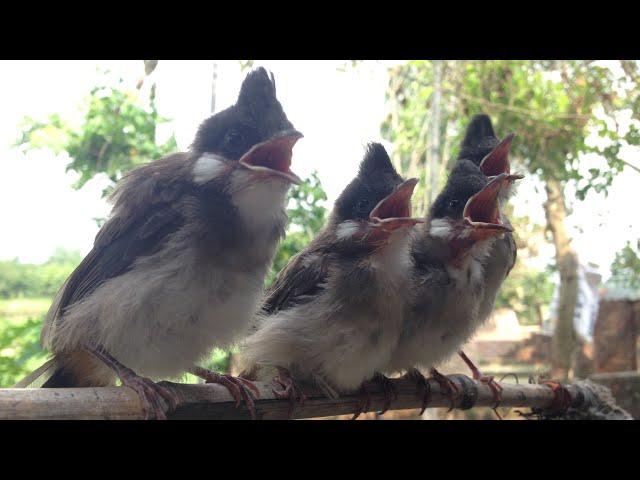 Hướng dẫn phân biệt chim chào mào non trống mái .