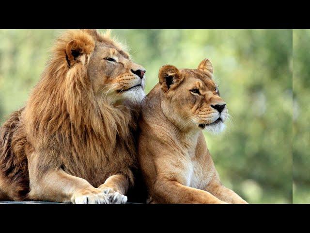 ATRACCION MORTAL | AFRICA EXTREMA | DOCUMENTALES DE ANIMALES SALVAJES