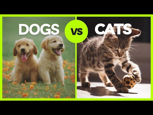 Dogs vs. Cats: Who Makes the Perfect Pet? | Petopia's Top Dog and Cat facts.