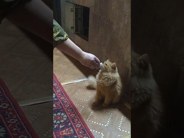 кот Кокос и валерьянка/ОЗВУЧКА ОТ БАТИ