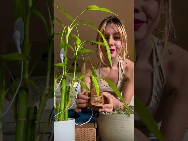 Will this bamboo plant sing? Let’s tune in with PlantWave