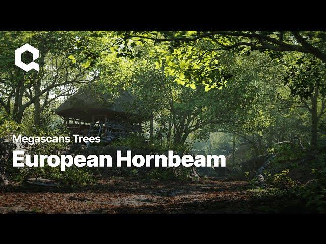 Megascans Trees: European Hornbeam