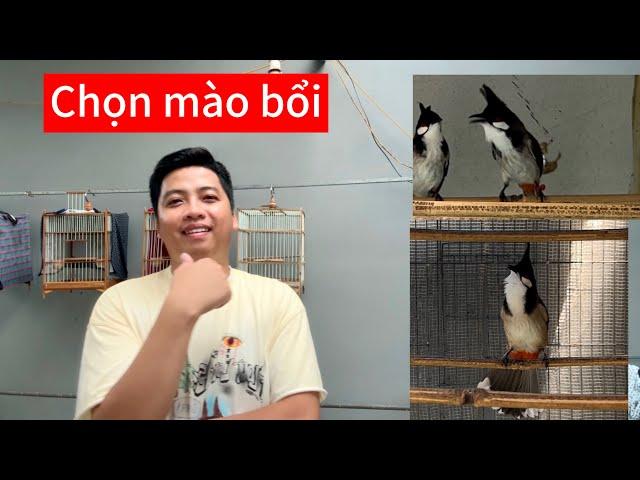Cách chọn chào mào bổi chuẩn. Nên chọn bổi ở đâu hay, tố chất