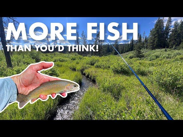 Fishing a TINY Meadow Creek Deep in the Mountains (Tenkara Fly Fishing)