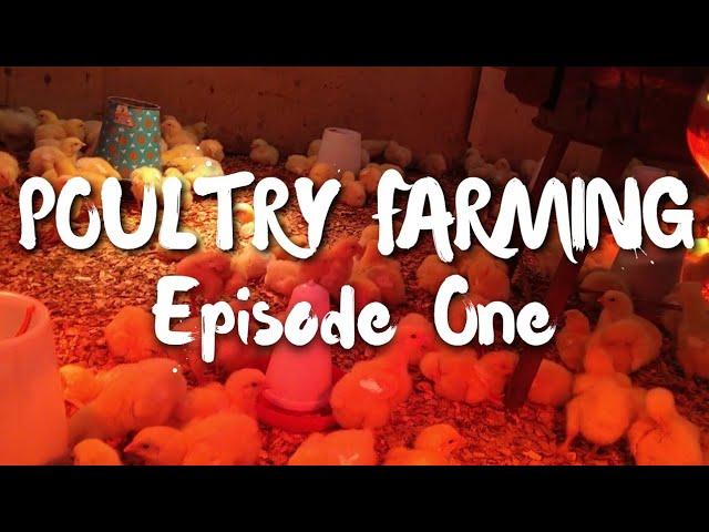 HOW TO START POULTRY FARMING