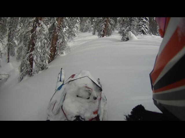 Snowmobile Tree Riding Heaven